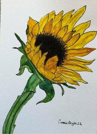 Connie Bright Lonely Sunflower