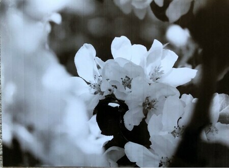 Connie Bright  Apple Blossoms