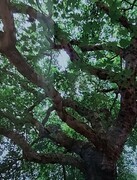 Michele Telford Maple Leaf Tree