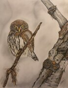 Sharon Marlow The Owl   16x20%22 framed, colored pencil   $300